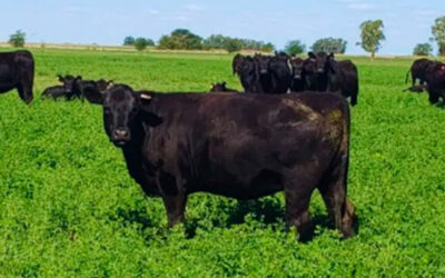 La carne magra gana terreno en el mundo y abre una oportunidad estratégica para la ganadería argentina