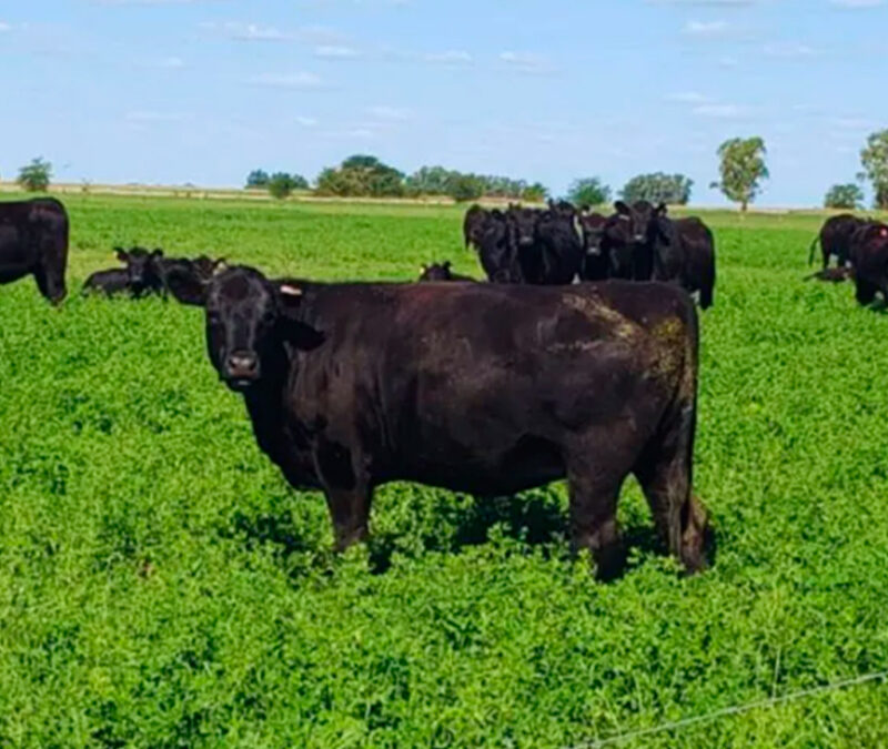 La carne magra gana terreno en el mundo y abre una oportunidad estratégica para la ganadería argentina