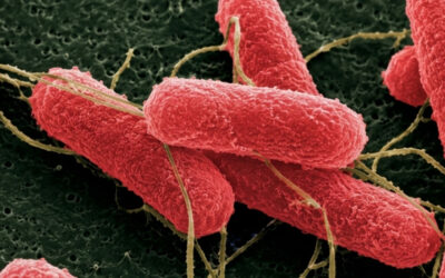 Desarrollan una molécula que podría disminuir la carga de “Escherichia coli” en bovinos