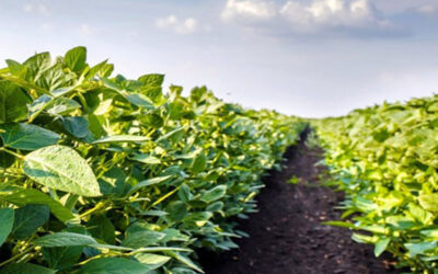 Hallaron el potencial oculto de bacterias extremófilas y crearon una empresa que busca transformar la agricultura