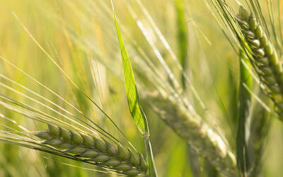 Cada hectárea mal nutrida de trigo pierde hasta 3,5 toneladas y la compactación agrava el problema