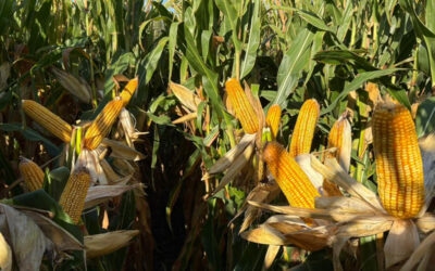 Patagonia en Congreso Aapresid: ¿el “corn-belt” argentino?
