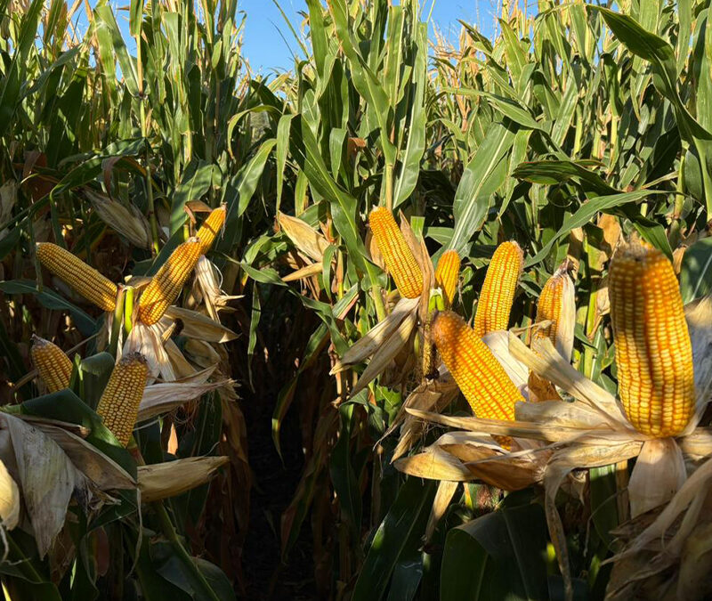 Patagonia en Congreso Aapresid: ¿el “corn-belt” argentino?