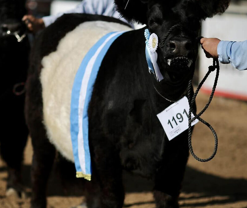 Arrancó La Rural 2026: todo lo hay que saber sobre la 138° edición de la Expo de Palermo