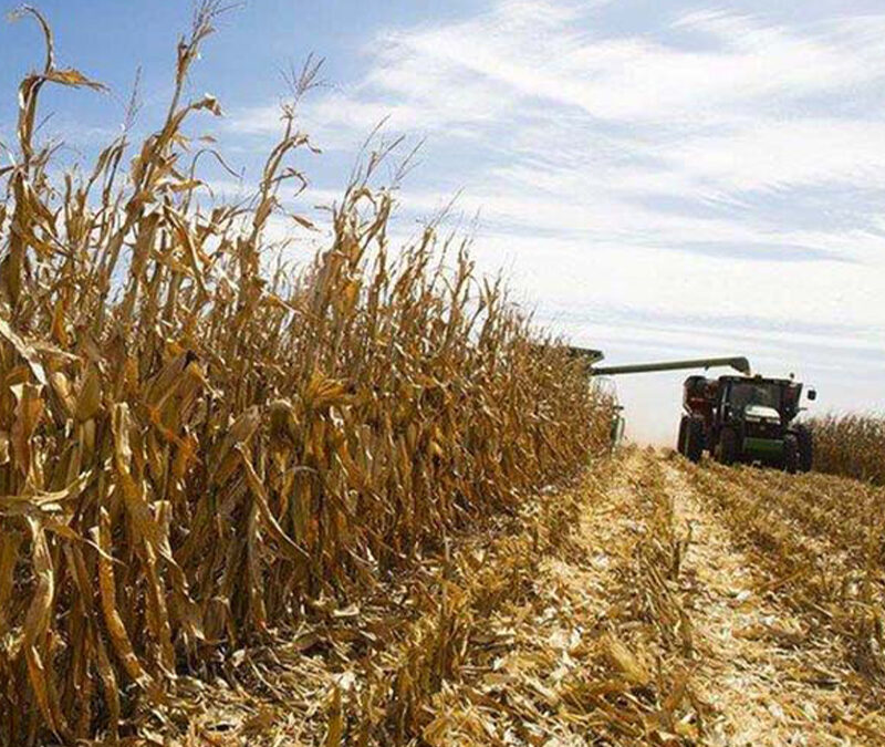 El maíz, con expectativas de siembra récord y nuevos techos productivos en rindes