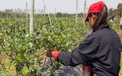 Todos los trabajadores y trabajadoras rurales ya pueden inscribirse en el Programa de Empleo Rural del RENATRE