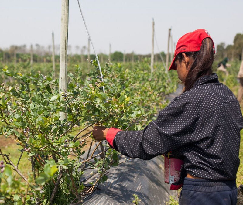 Todos los trabajadores y trabajadoras rurales ya pueden inscribirse en el Programa de Empleo Rural del RENATRE