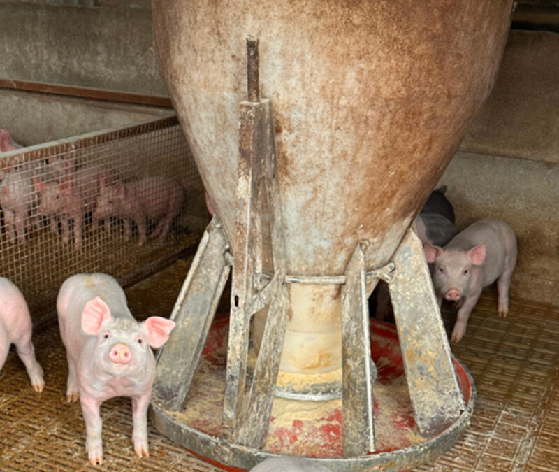 Triquinosis: interdictaron alrededor de 200 animales en Colonia San Bartolomé