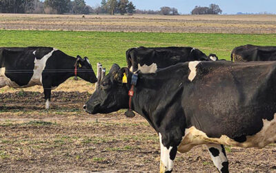 El Senasa actualiza su sistema de diagnóstico para brucelosis bovina