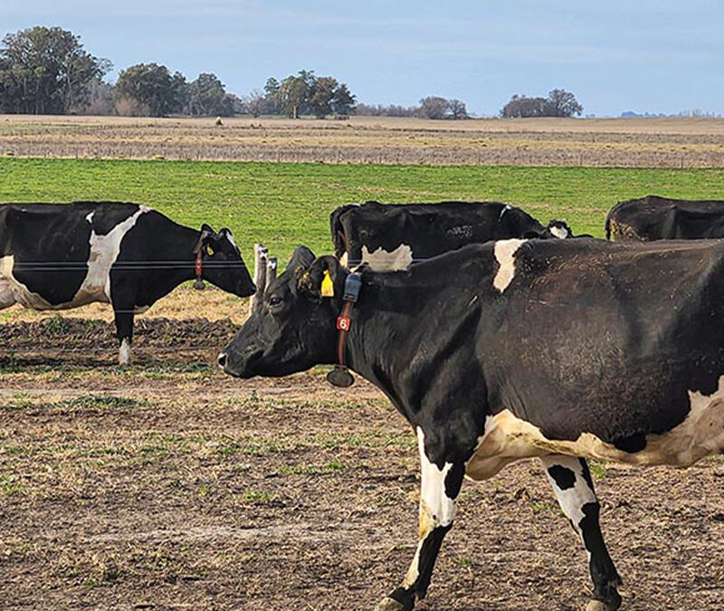El Senasa actualiza su sistema de diagnóstico para brucelosis bovina