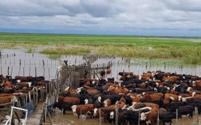 Cuando llueve de más, improvisar sale caro: anticiparse puede hacer la diferencia