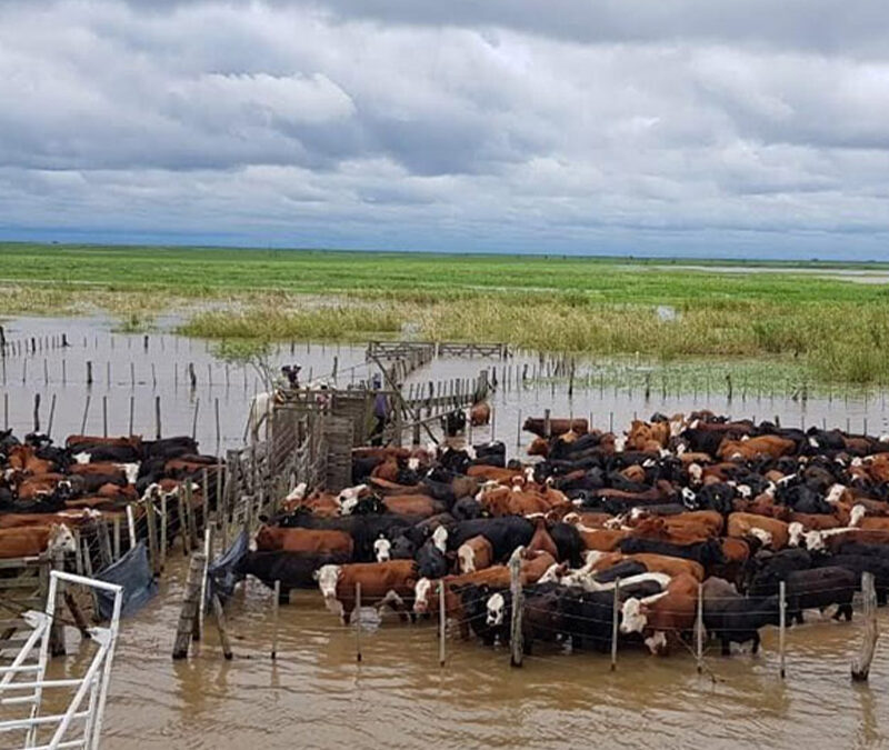 Cuando llueve de más, improvisar sale caro: anticiparse puede hacer la diferencia