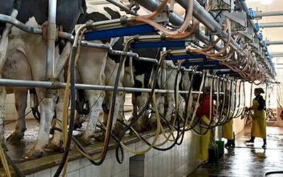 Semáforo Coninagro: el negocio de producir leche sigue en rojo