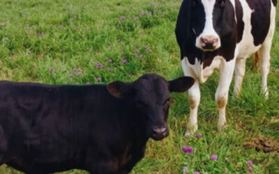 Carne derivada del tambo: cruzamientos estratégicos para agregar valor